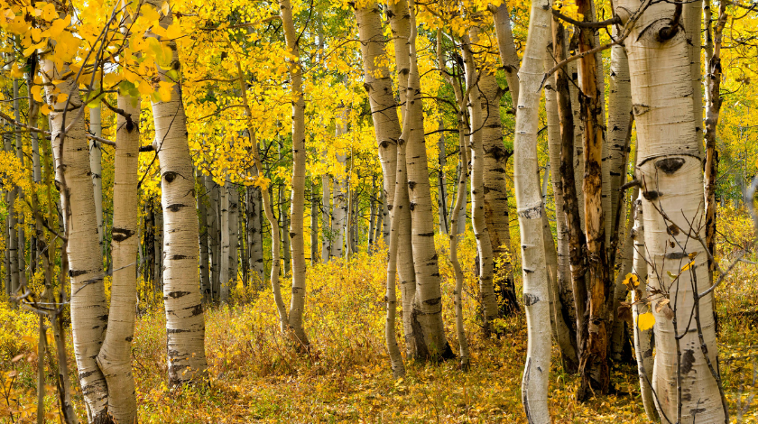 Aspen’s Literary Legacy: A Foundation for Storytellers