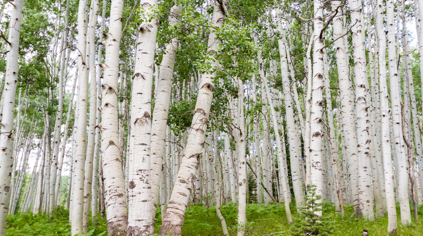 The Role of Community in Aspen’s Literary Scene