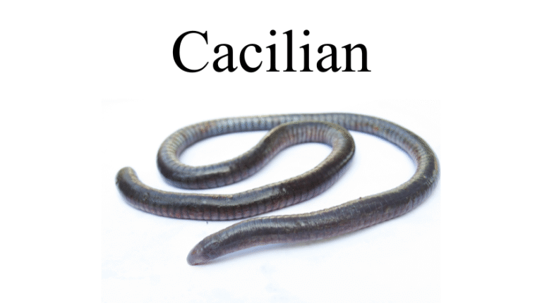 Cacilian